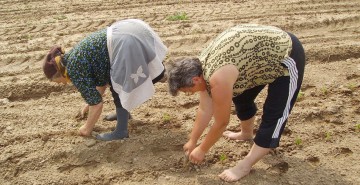 Fermierii pot depune cererile unice de plată pentru anul 2015